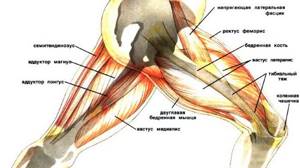 Боль в бедренной мышце: причины, лечение и профилактика