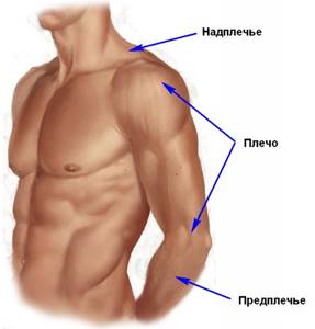 Видео: переломы проксимального отдела плечевой кости. А.А. Волна (Москва)