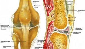 Киста коленного сустава: лечение, симптомы, виды кисты