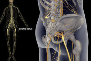 Защемление нерва в тазобедренном суставе: лечение ущемления, симптомы